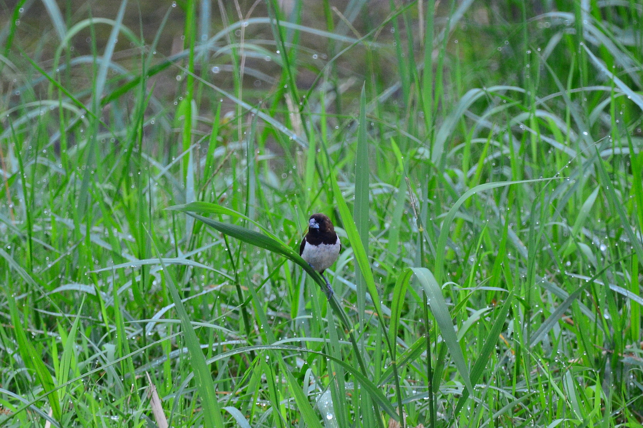 Lonchura leucogastroides Lonchura leucogastroides
